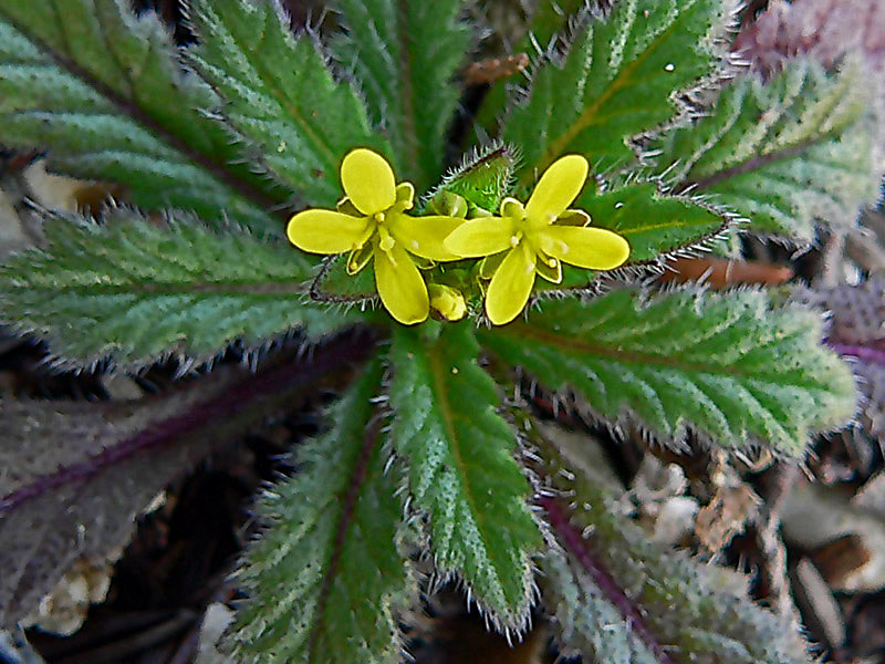 Biscutella morisiana